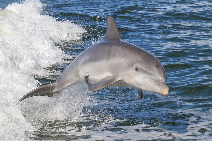 Noosa Oceanrider Scenic Dolphin Safari Noosa